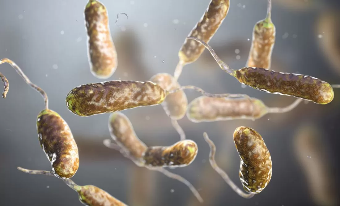 Que es la bacteria come carne y por que es preocupante