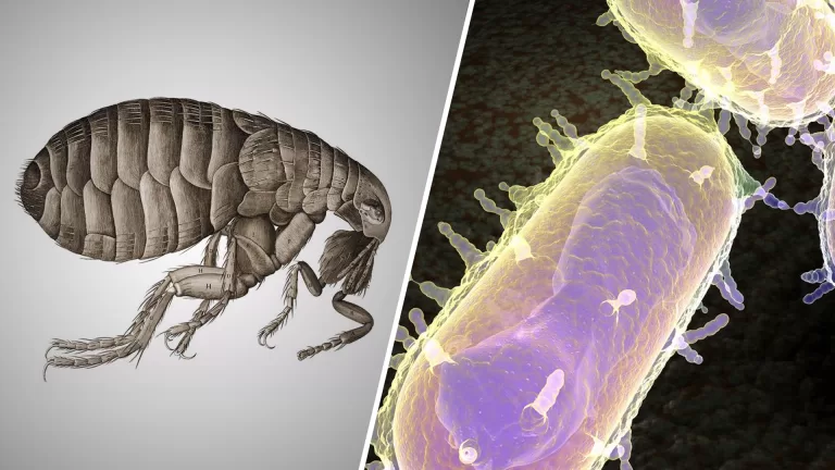 El milagro antibiótico y la peste negra